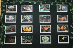 Hasil karya peserta lomba foto jamur yang dipamerkan dalam simposium di Ruang Aula Blok 1 Lt.4 pada Selasa (13/12/2022)