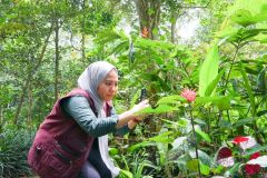 Peneliti Alvira Noer Effendi, M.Si. mendokumentasikan salah satu tumbuhan yang ada di Taman Hutan Raya Ir. H. Juanda, Dago Pakar, Ciburial, Cimenyan, Bandung, Jawa Barat dalam rangka eksplorasi tumbuhan obat, Jum'at, 27 Januari 2023