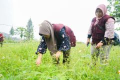 Pengambilan sampel tumbuhan di Kawasan Konservasi Desa Cilembu, Sumedang Jawa Barat pada Sabtu, 28 Januari 2023