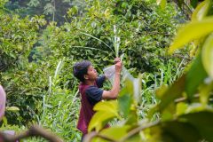 Pengambilan sampel tumbuhan di Kawasan Konservasi Desa Cilembu, Sumedang Jawa Barat pada Sabtu, 28 Januari 2023