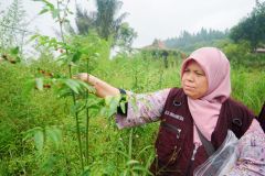 Proses pengamatan terhadap tumbuhan di Kawasan Konservasi Desa Cilembu, Sumedang Jawa Barat pada Sabtu, 28 Januari 2023