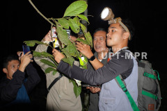 Pembimbing dan mahasiswa dari kelompok studi herpetologi saat melakukan eksplorasi pada malam hari di kawasan Gambung, Cagar Alam Gunung Tilu, Jawa Barat, Jumat, 03 Mei 2024 