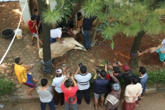 Proses pemotongan hewan qurban oleh karyawan Universitas Nasional di area Masjid Sutan Takdir Alisjahbana, Jumat, (31/7).