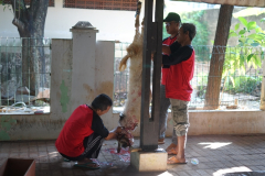 Proses penyembelihan hewan qurban di masjid Sutan Takdir Alisjahbana, pada Kamis, 29 Juni 2023