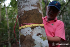 Peneliti Prof. Dr. Dedy Darnaedi saat mengukur pohon di hutan teluk saleh pada Senin, 1 Agustus 2022