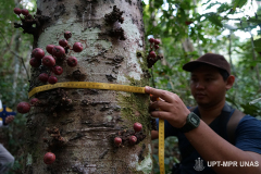 Peneliti saat mengukur pohon di hutan teluk saleh pada Senin, 1 Agustus 2022