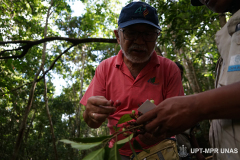 Peneliti Prof. Dr. Dedy Darnaedi saat mengamati buah fikus di hutan teluk saleh pada Senin, 1 Agustus 2022