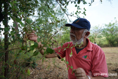 Peneliti Prof. Dr. Dedy Darnaedi Saat mengamati  dan mengambil daun dan buah dari ziziphus pada Selasa, 2 Agustus 2022 di sekitar kawasan cagar biosfer samota