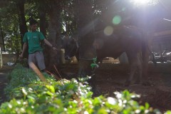 Proses penyembelihan hewan qurban di kampus pusat laboratorium bambu kuning Minggu (10/07/2022)