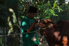 Proses penyembelihan hewan qurban di masjid Sutan Takdir Alisjahbana, pada Minggu (10/07/2022)
