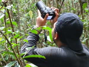 Kristana Parinters Makur Mahasiswa S2 Biologi Unas sedang melakukan pengamatan Orang utan.